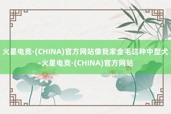 火星电竞·(CHINA)官方网站像我家金毛这种中型犬-火星电竞·(CHINA)官方网站
